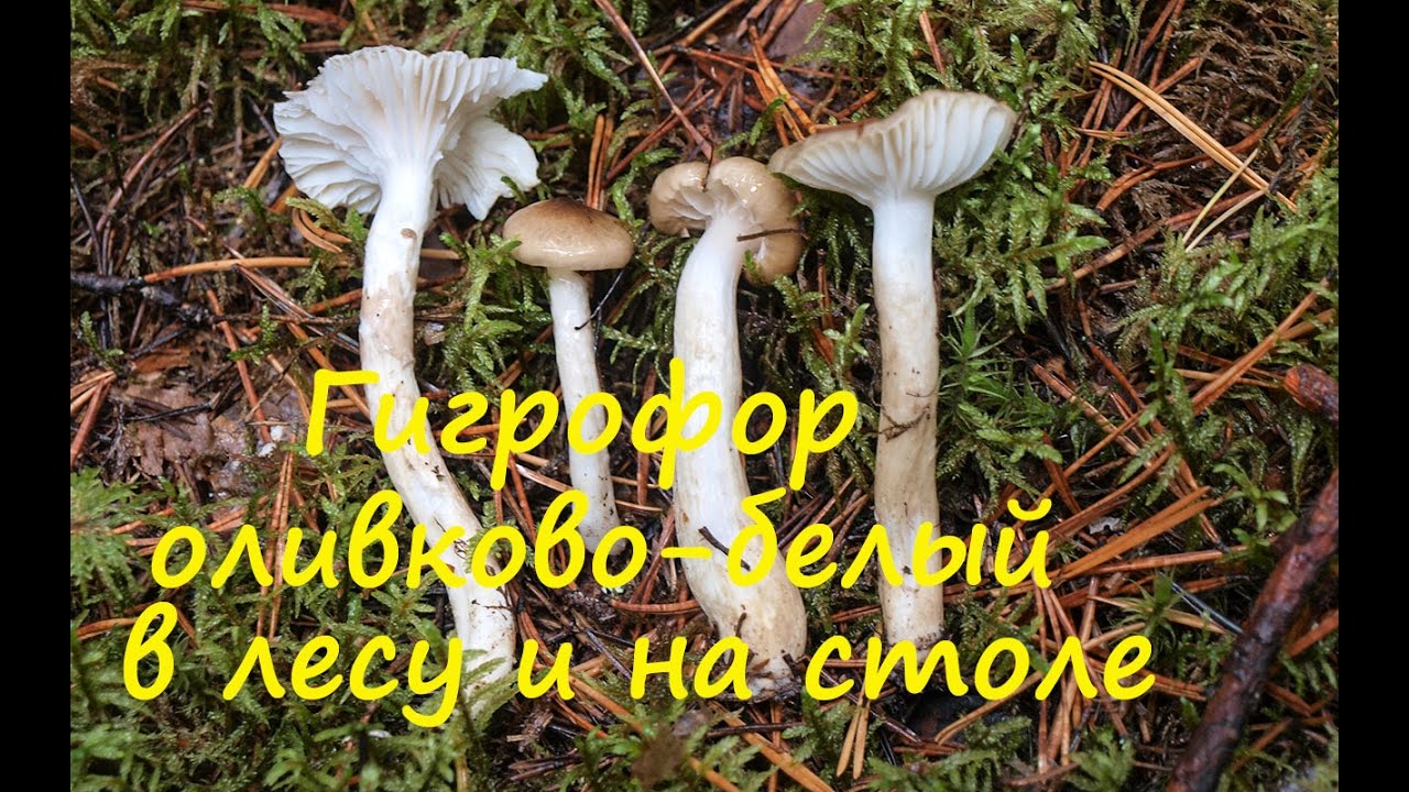 Гигрофор оливково-белый в лесу и на столе