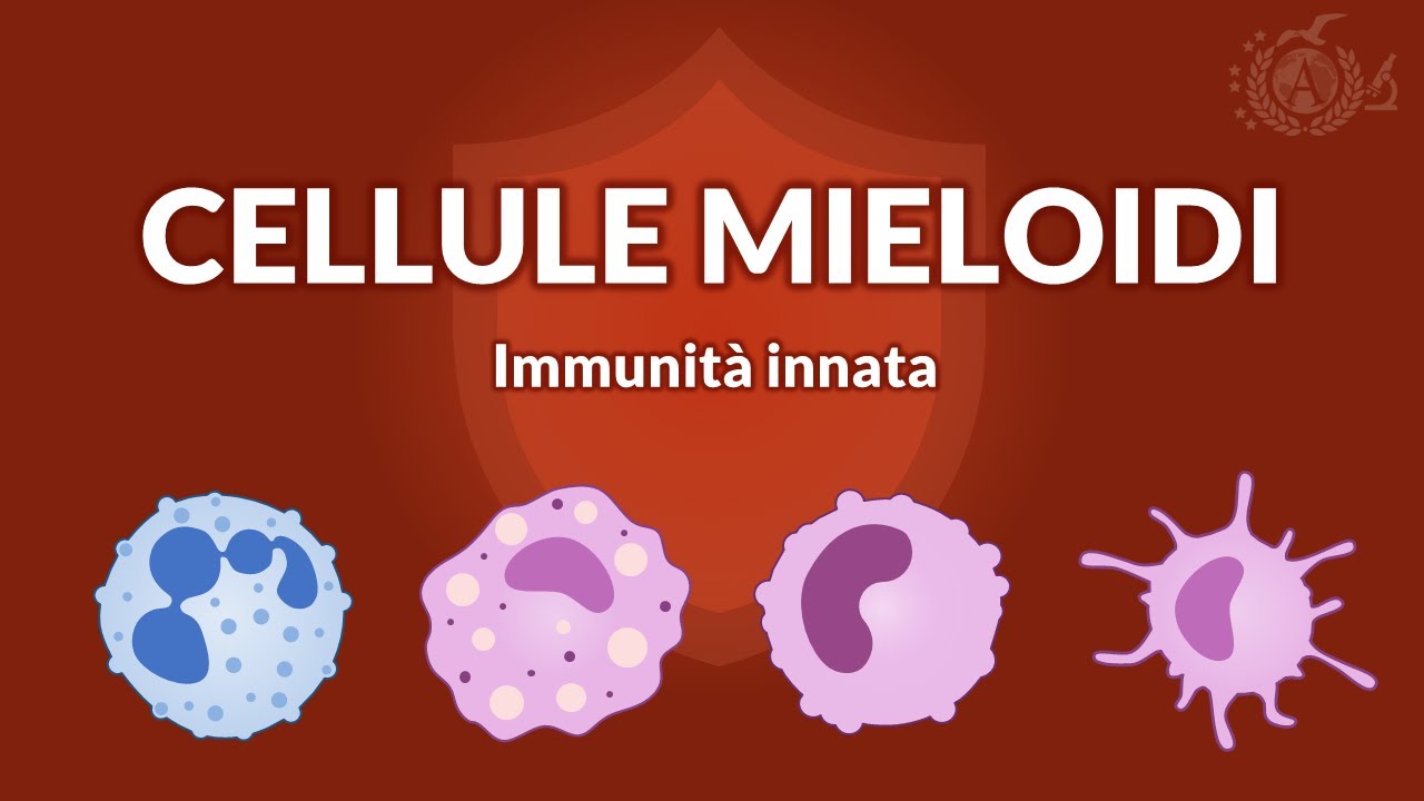 Immunità innata - Cellule mieloidi dell'immunità innata - IMMUNOLOGIA