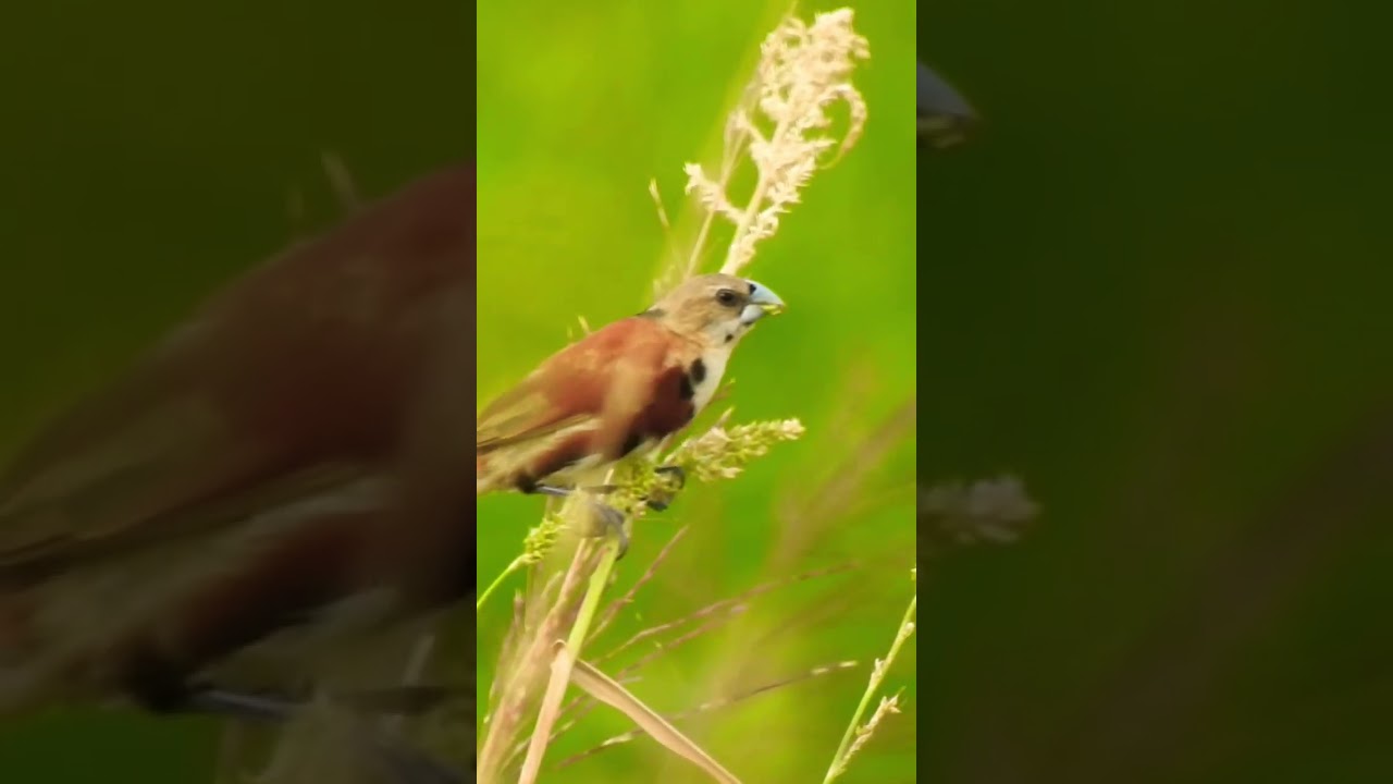 Chestnut Munia #shorts #wildlife #bird #photography #birdwatching #cambodia