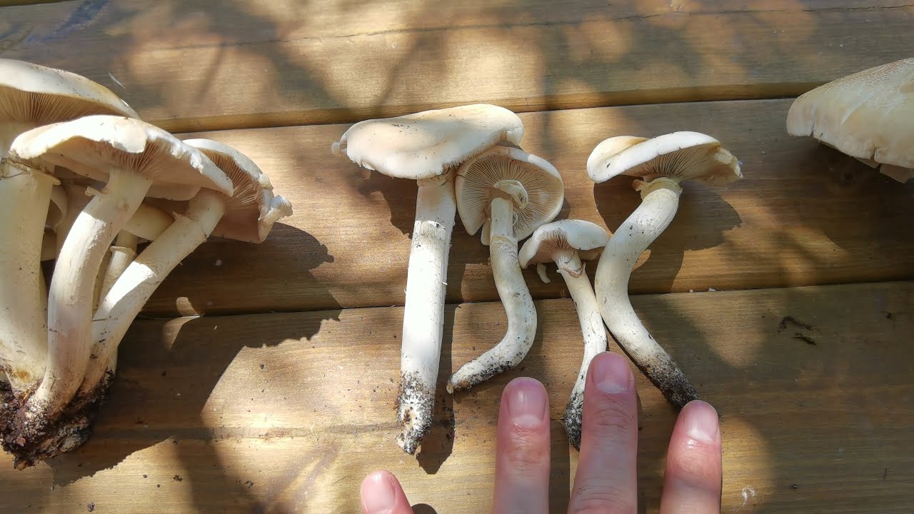 Exquisita seta de chopo. 3 formas que pueden confundir. Crecimiento agrupado, solitario y robusto.