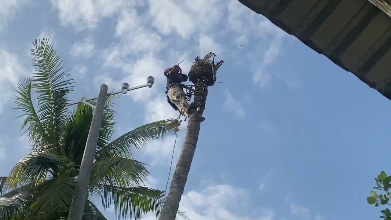 Cắt cây khu vực Cà Mau