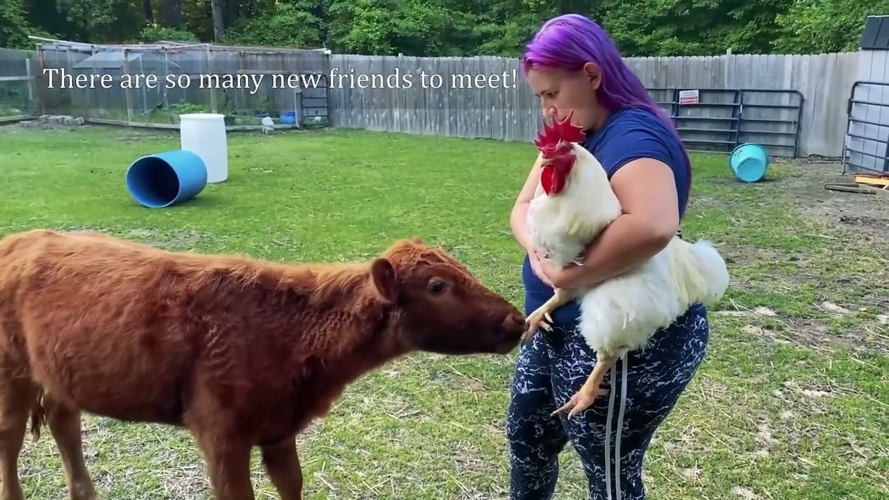 Blind Cow Meets New Family