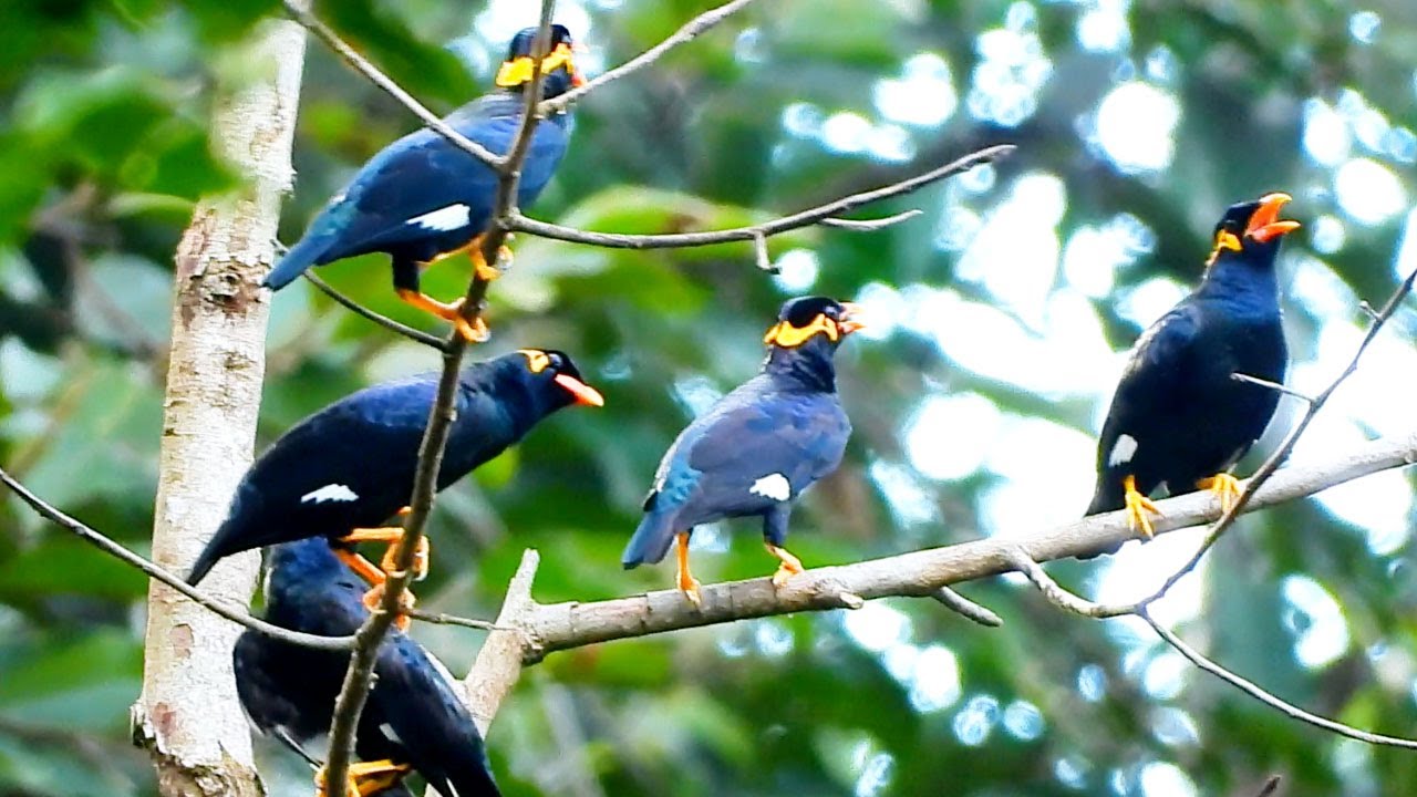 Mynah talking and singing in a group| they look adorable