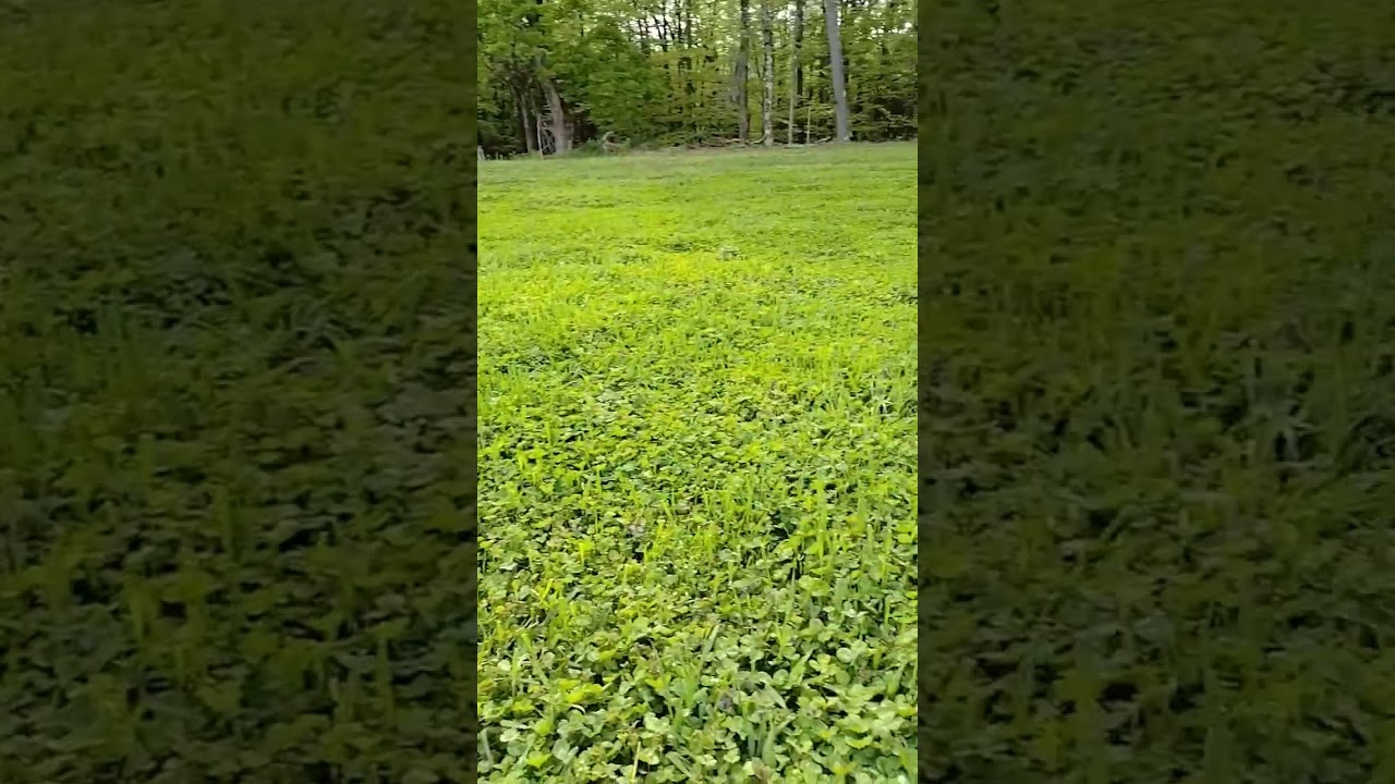 Beautiful Clover plot year 2!// #wildlife #2023 #deer #spring #foodplot #hunting #clover #green
