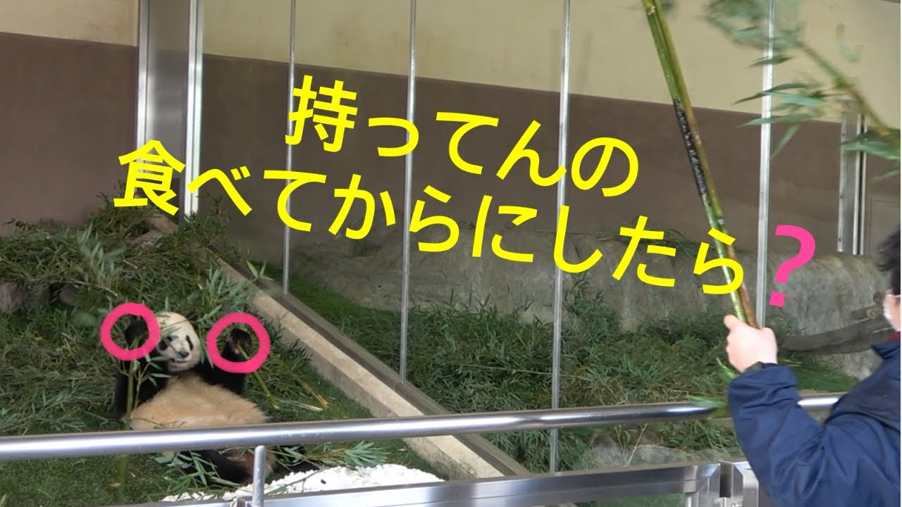 【彩浜🌈と飼育員さん💞1/9】今日もご機嫌に走り転がる社長/結浜🎀に似た動き/飼育員さんはママ❤️/ジャイアントパンダ/アドベンチャーワールド/panda/saihin