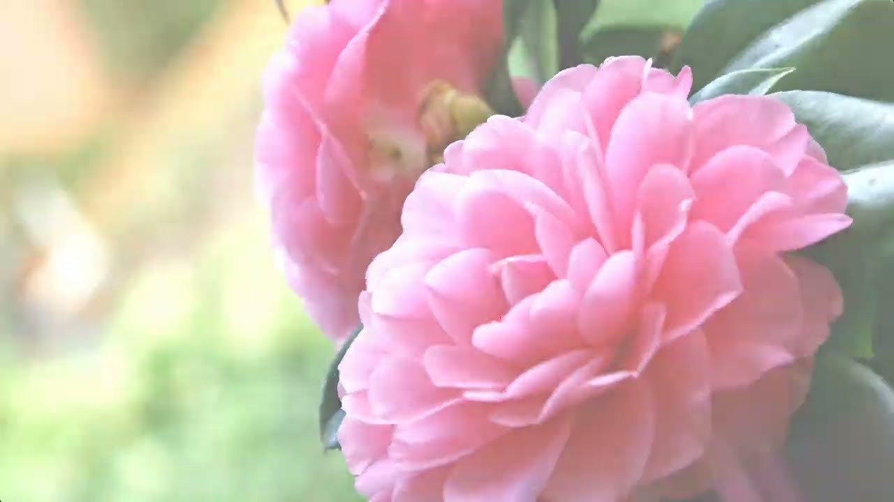 2026-01-20大寒新竹縣花展