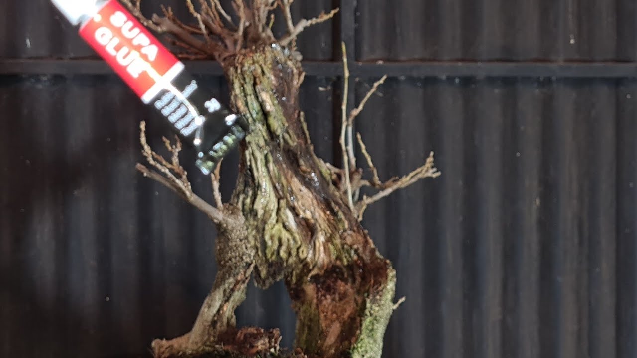 Dead wood treatment on wisteria Bonsai, Aussie Bonsai Bloke