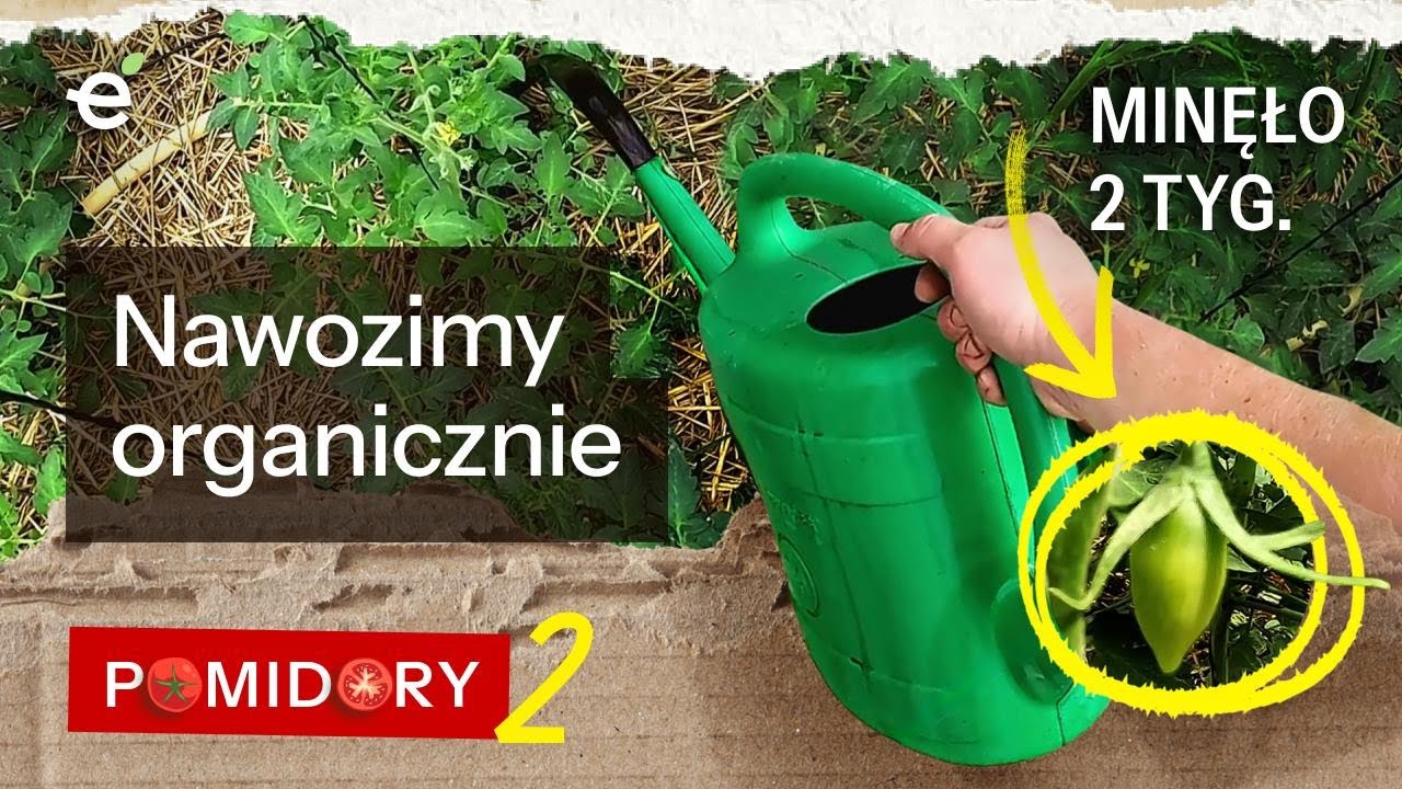 Test ekologicznych produkt&oacute;w do nawożenia przy podlewaniu. 2 tygodnie po sadzeniu. Pomidory&nbsp;S01E02