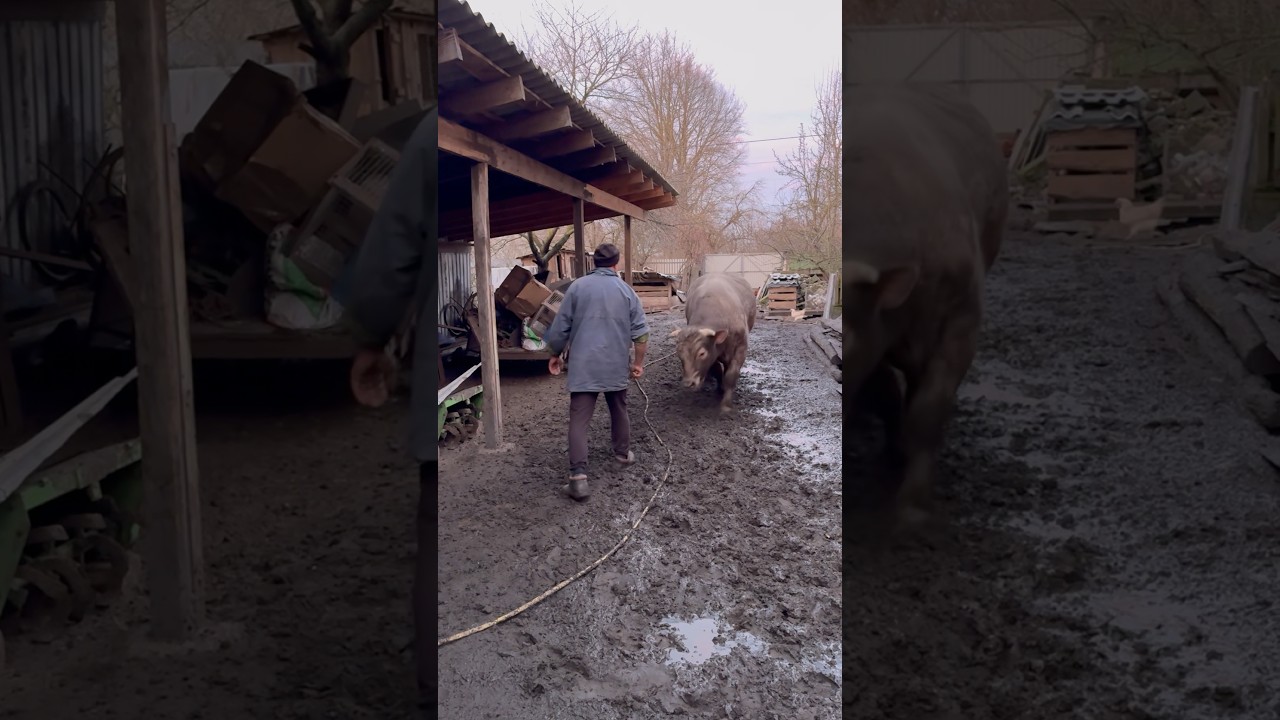 Бик починає битися #villagelife #diy #pig #farm #bull #animals #farming #village #animal