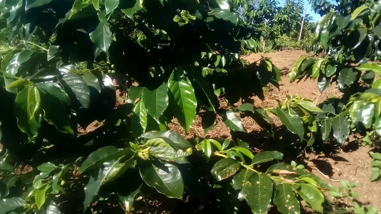 takengon . Aceh tengah. kopi Gayo. Ateng janda