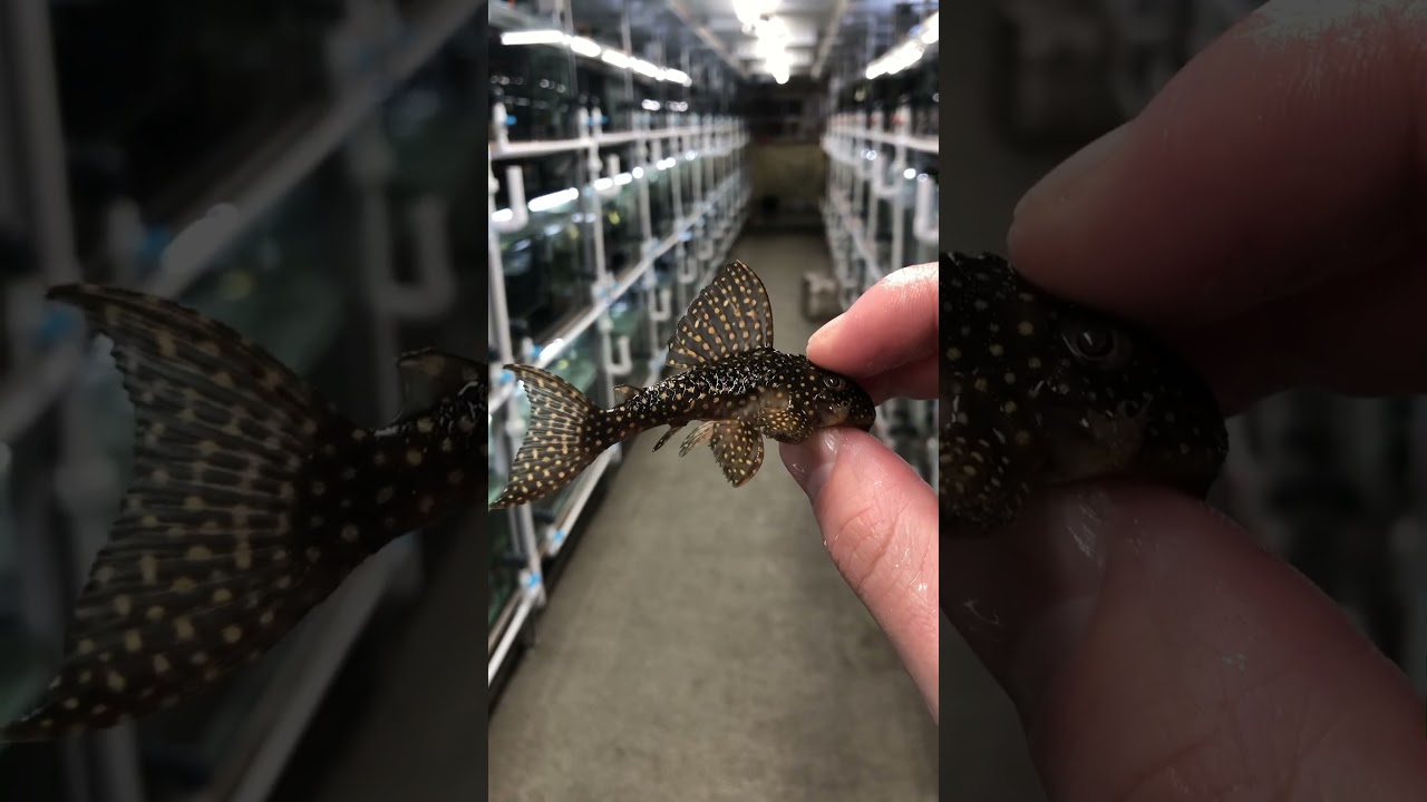 L136 #aquarium #plecotank #nature #plecofish #pleco #fish #aquaviktor #hypancistrus #l136