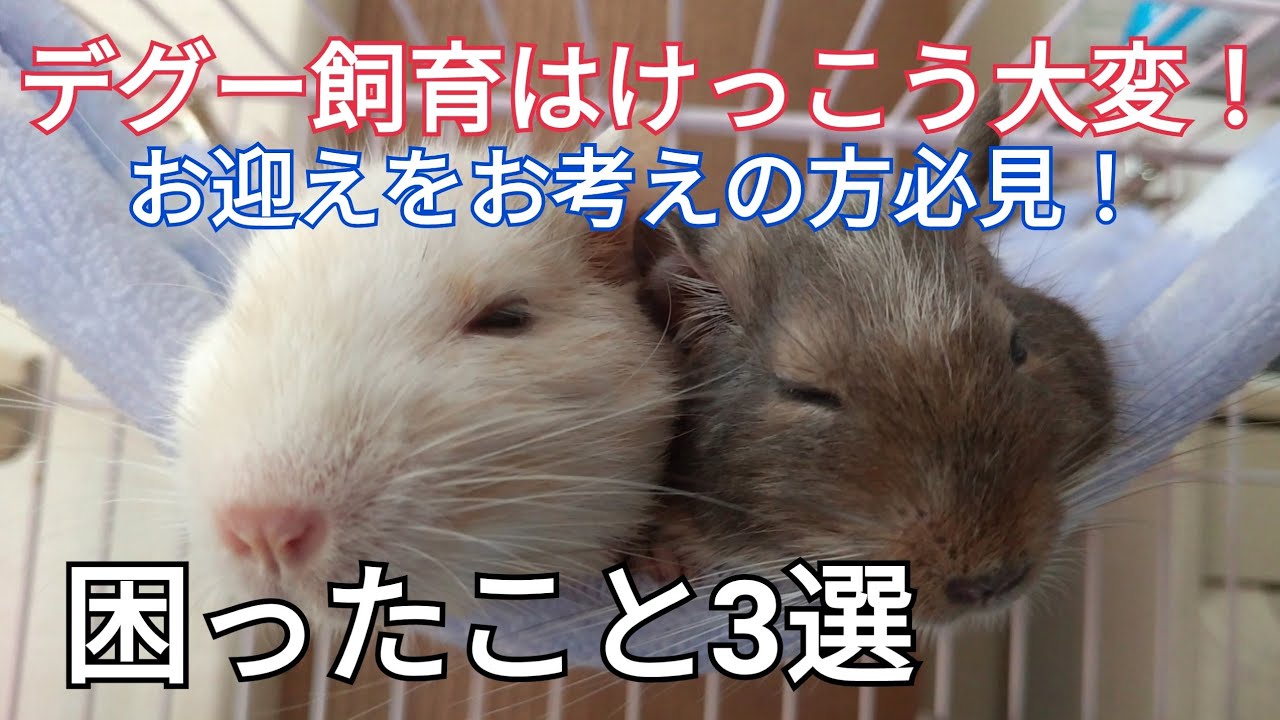 デグー飼育はけっこう大変！特に困ったこと3選🌟 お迎えをお考えの方必見