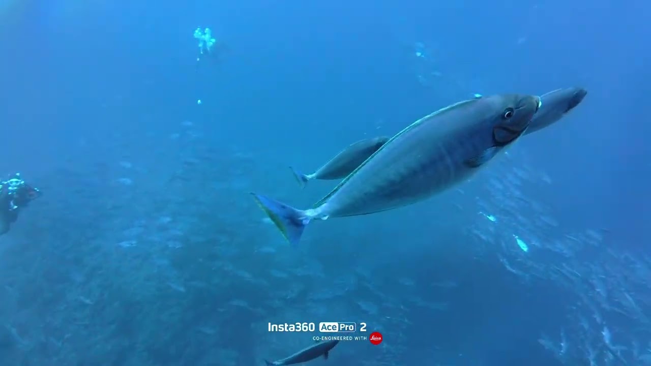 @teamごんずいだま