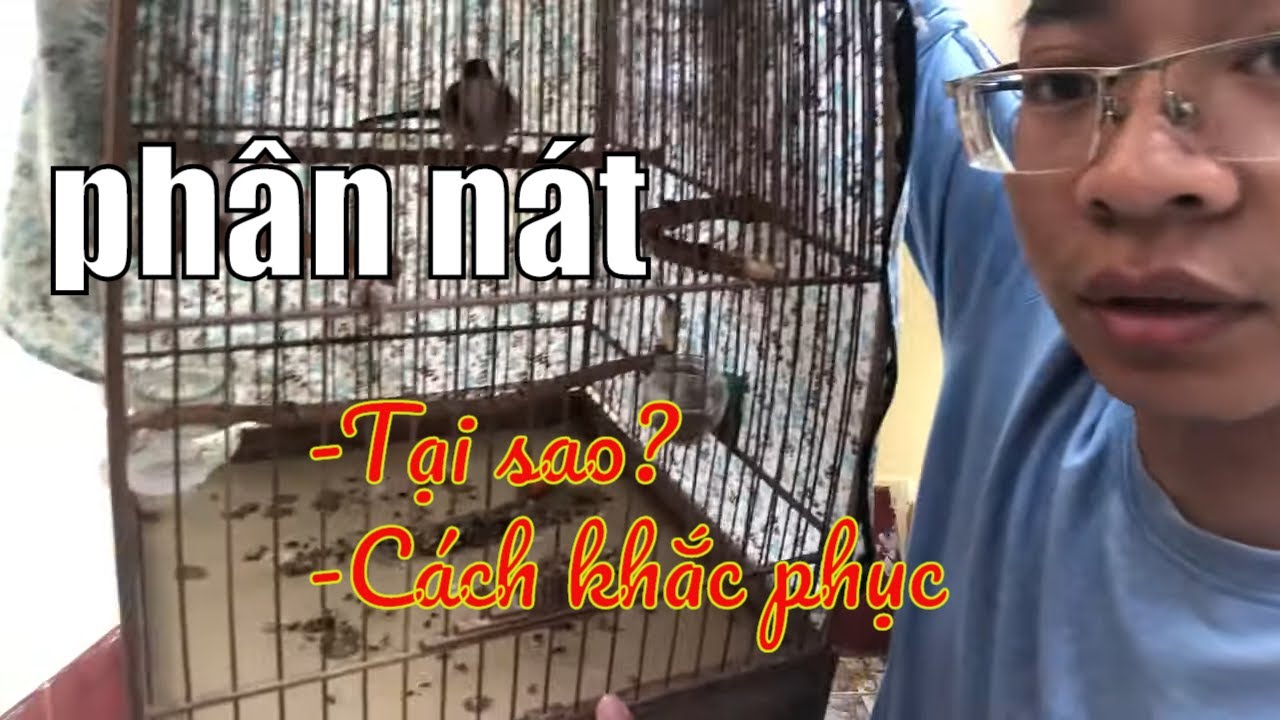 Khắc Phục Chào Mào Đi Phân Nát Khỏi 100%