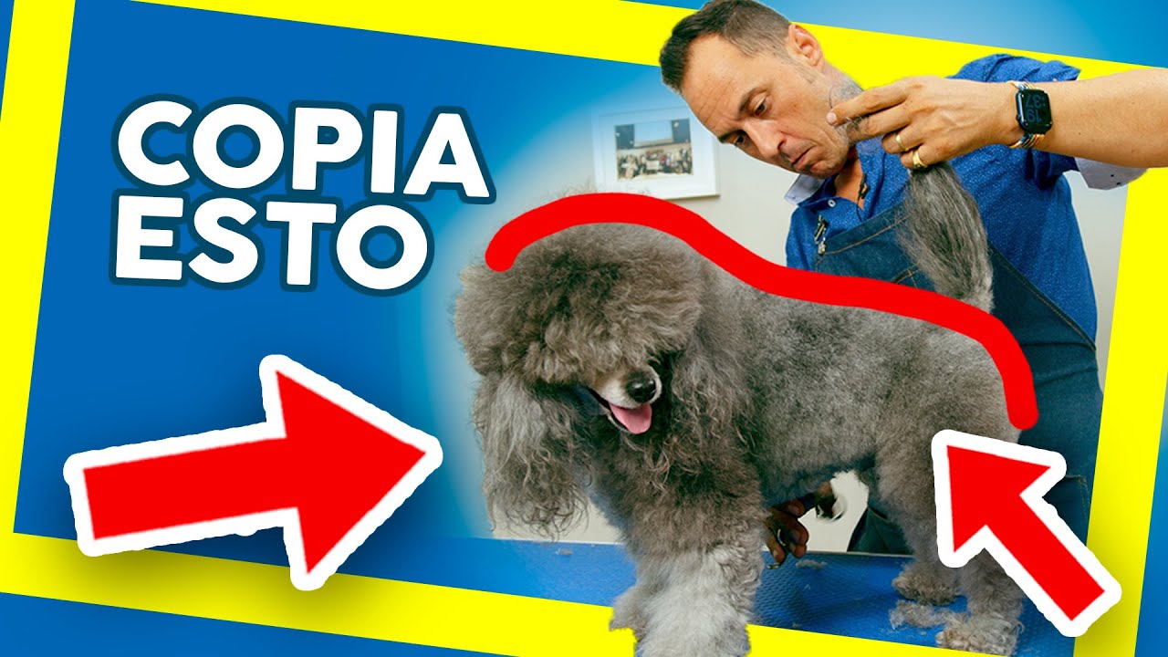 Cómo CORTAR el PELO a un CANICHE con TIJERAS 2 - CURSO DE PELUQUERÍA CANINA