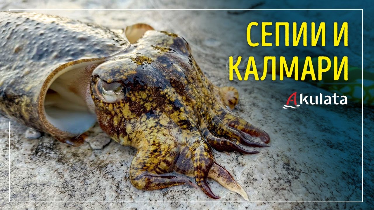 За сепии и калмари в Гърция