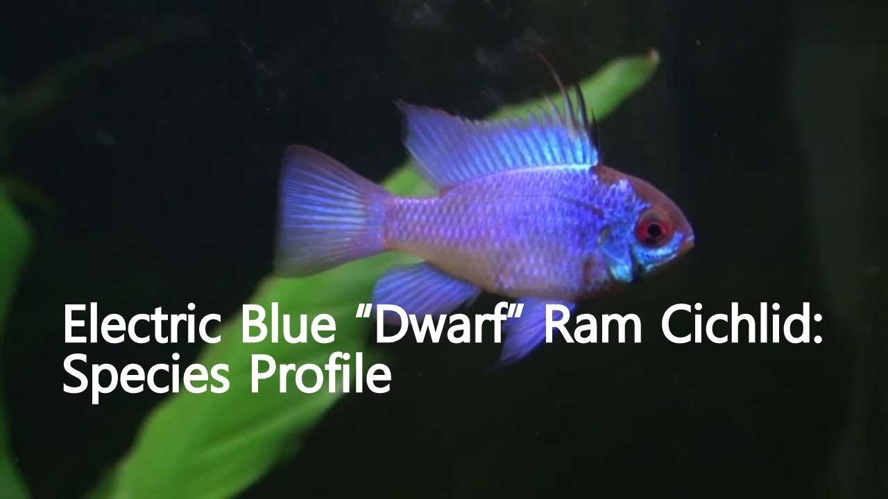 Electric Blue “Dwarf” Ram Cichlid (Mikrogeophagus ramirezi) Species Profile