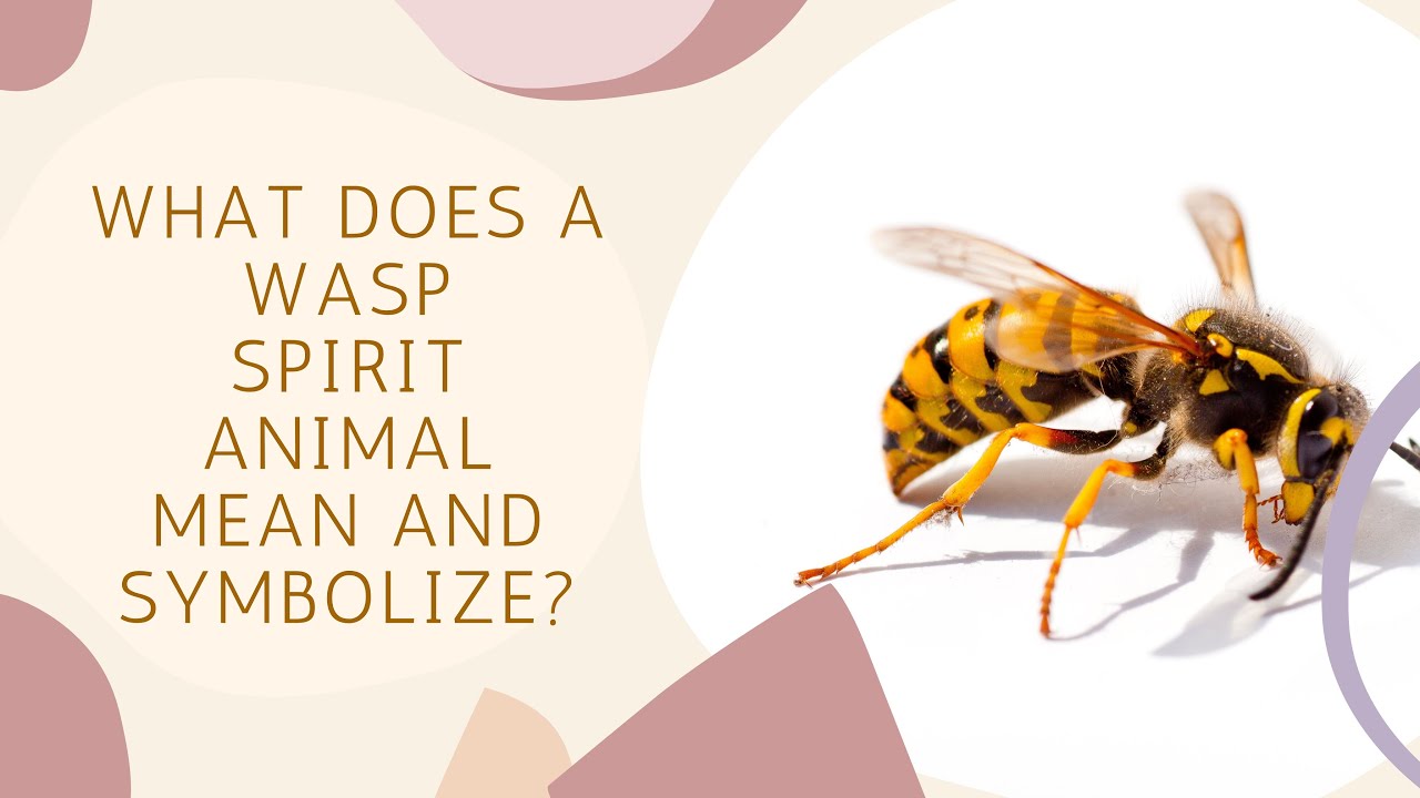 What Does A Wasp Spirit Animal Mean And Symbolize?