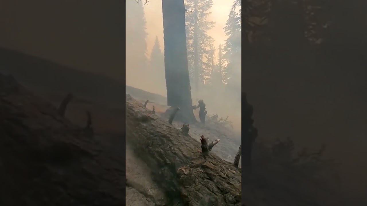 cutting down trees in a sea of smoke Don't do like me if you're not brave enough #lumberjack