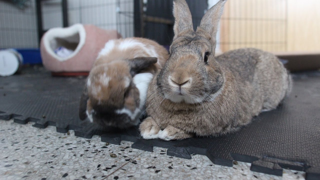 My super cute bonded rabbits | Ajax the Flemish Giant and Chester the Holland Lop