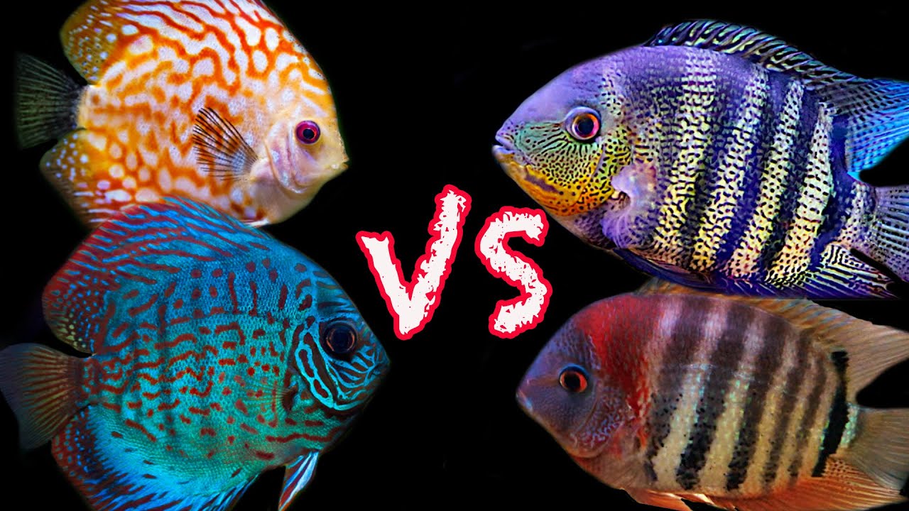 Discus vs Severums: Which is The Better Centerpiece Fish?