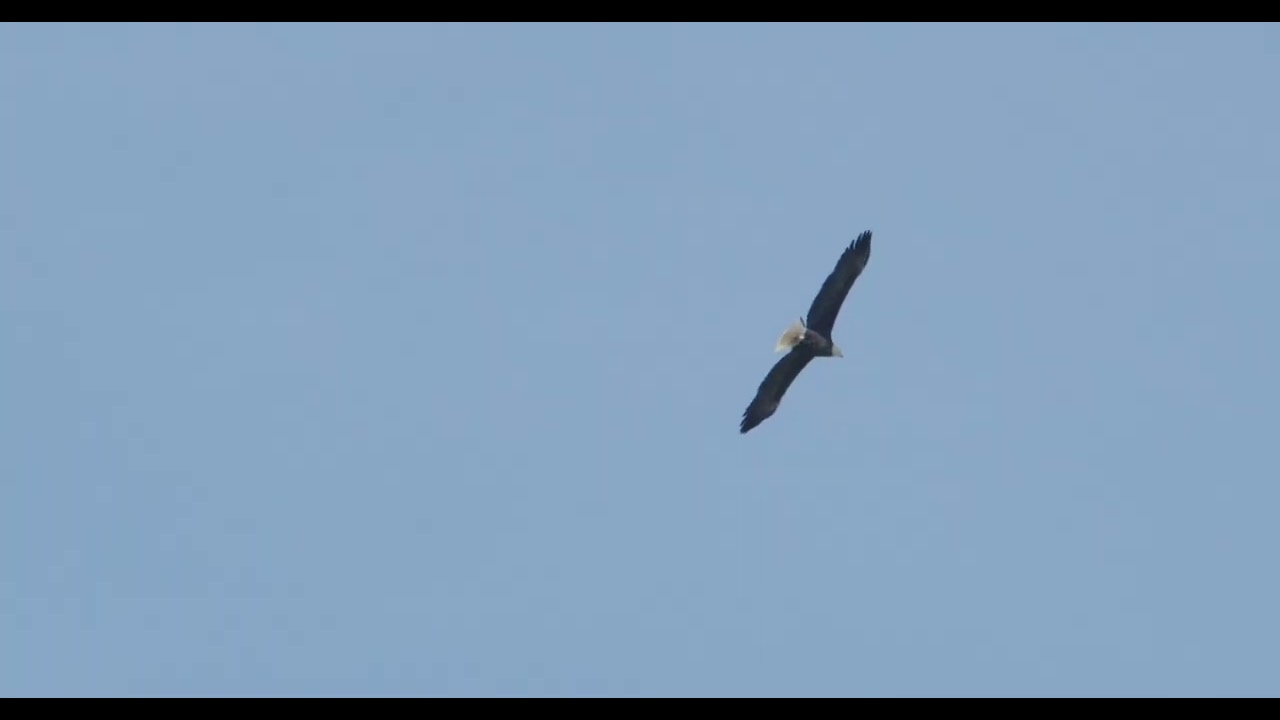 River Eagles