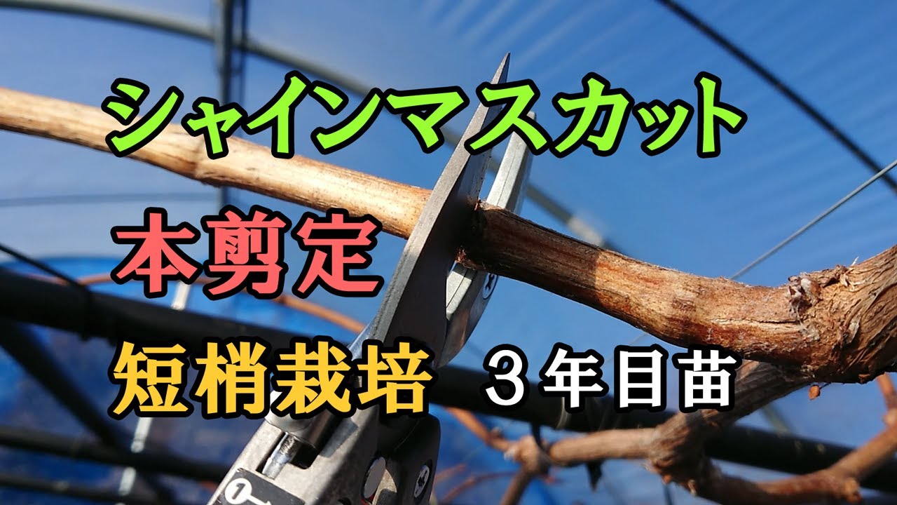 シャインマスカットの本剪定　短梢栽培　定植3～4年目の木