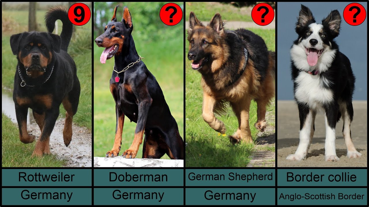 Top 50 Most Intelligent Dog Breeds in the World | Smart Dogs Rank