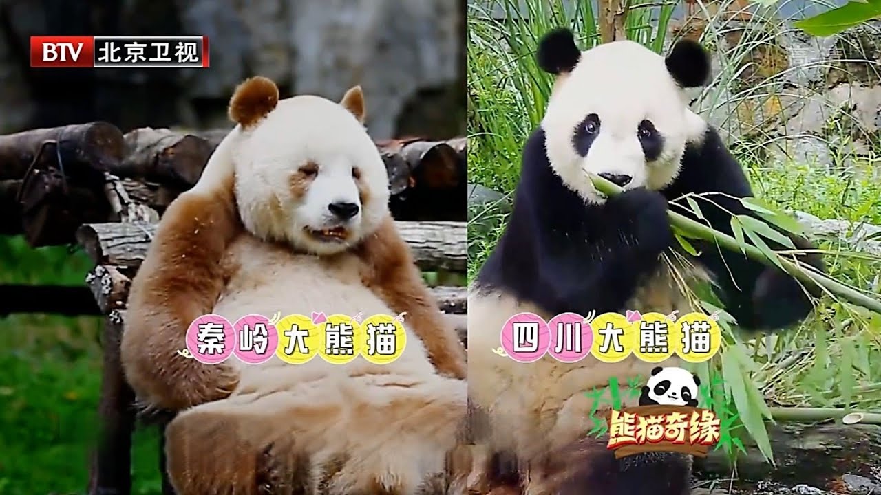 大波传奇熊猫来袭!巴斯竟然上过春晚表演节目,全球唯一棕色大熊猫七仔萌化众人！【熊猫奇缘】