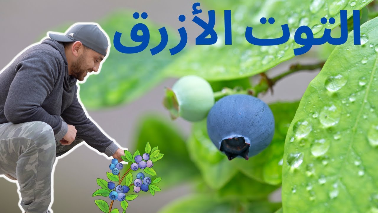 مقدمة عن زراعة التوت الأزرق - بلوبيري