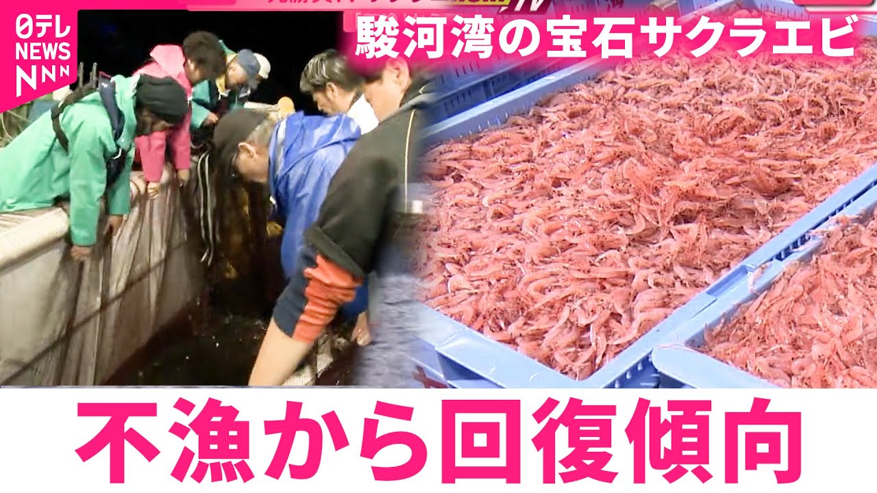 【サクラエビ】"駿河湾の宝石"水揚げ好調 記録的な不漁から回復傾向　静岡　NNNセレクション