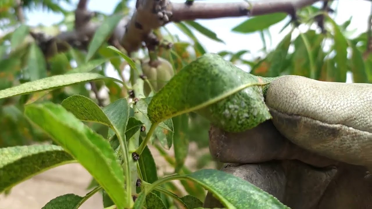 La plaga del tigre está ARRUINANDO los ALMENDROS y no nos dan soluciones