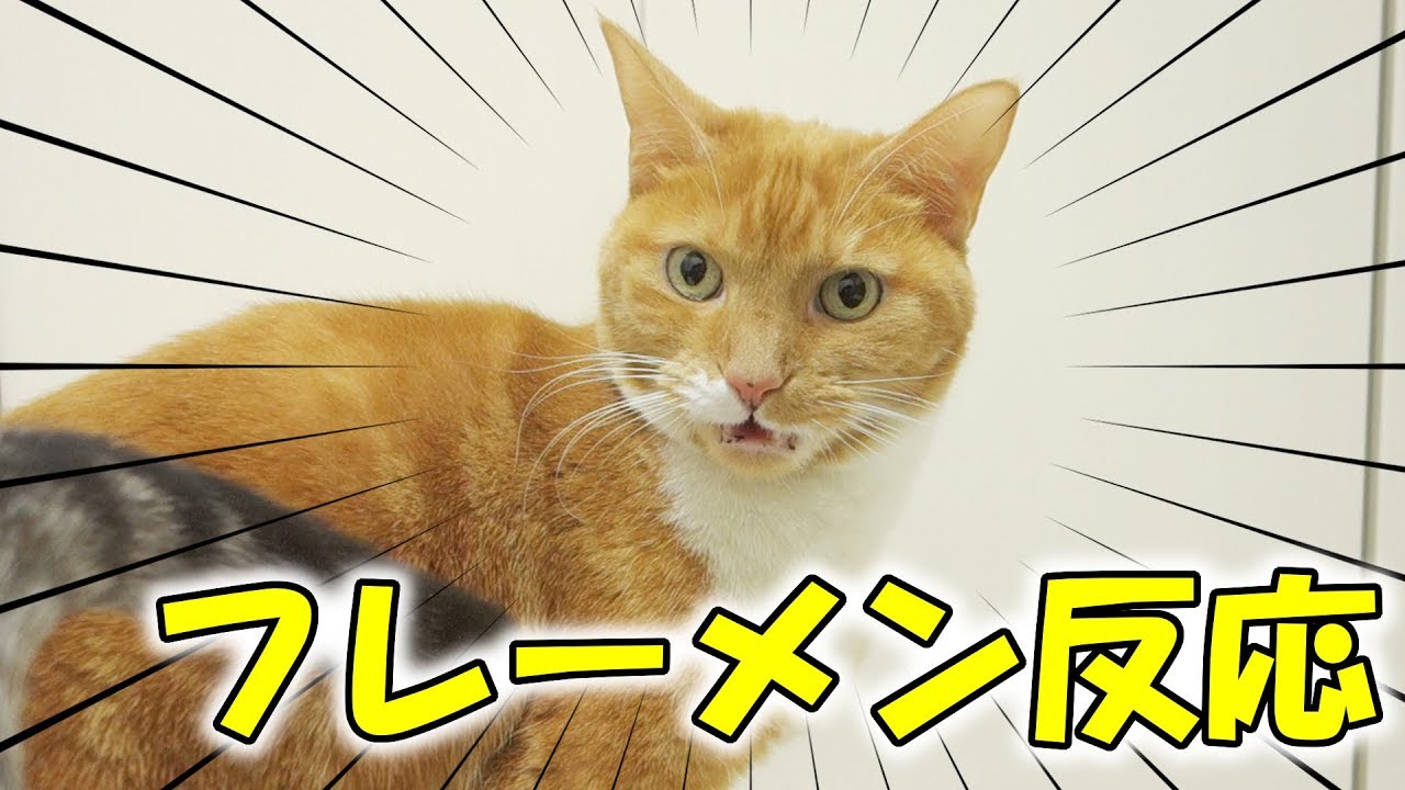 猫がわざわざフレーメン反応の顔をコチラに見せてくれる【猫 おもしろ】