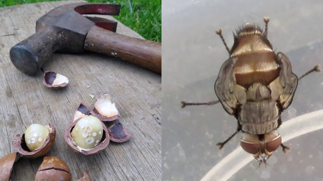 Biocontrol of Green Vegetable Bugs with Beneficial Tachinid Flies