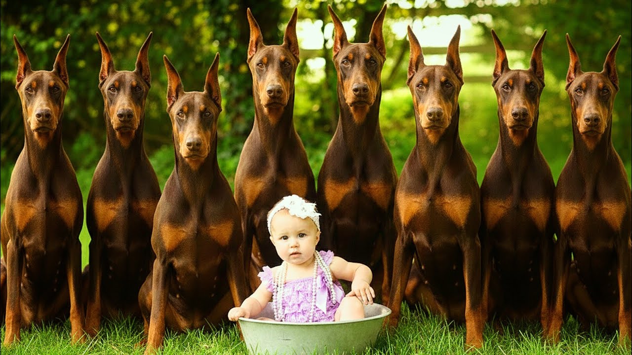 When your Dogs become the ULTIMATE Nanny! 😳🐶