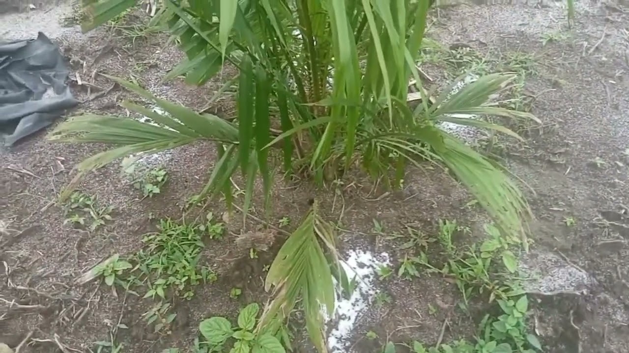 Pemupukan  Urea pada TBM Sawit !