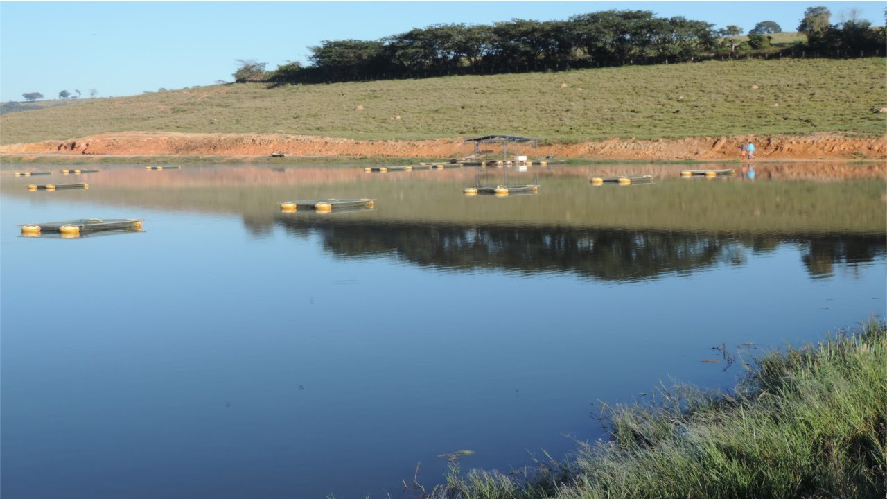 Curso Criação de Tilápias em Tanques-Rede - Tanques de Terra - Cursos CPT