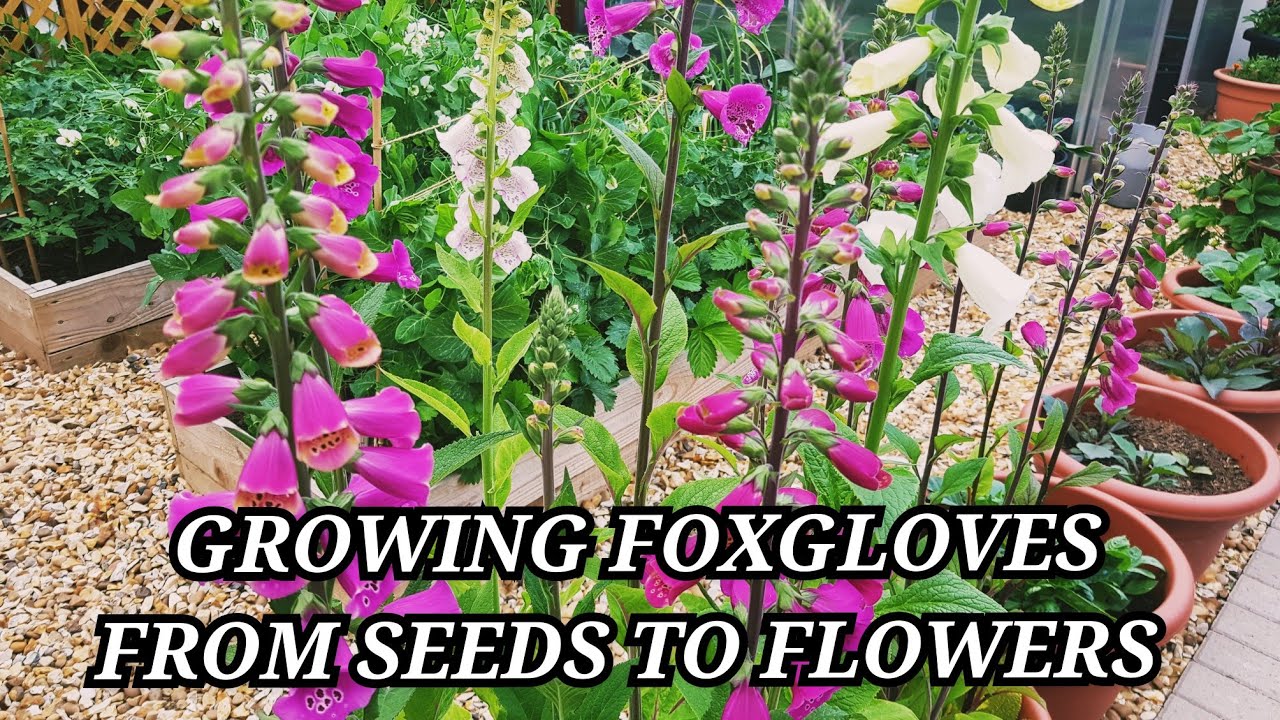 Growing foxgloves from seed to flowers ~ Foxgloves with stage to stage update on growth
