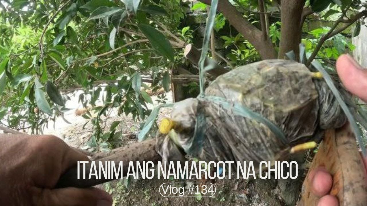 Magtanim ng namarcot na Chico