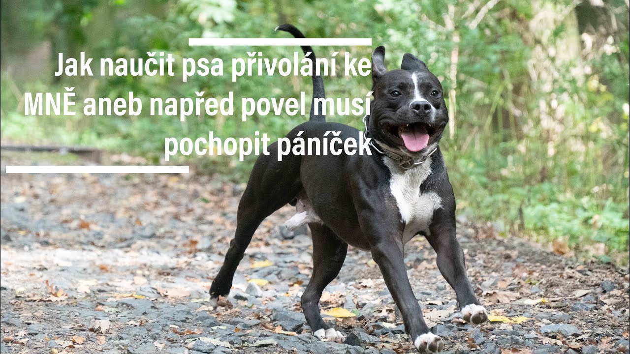 Jak naučit psa přivolání KE MNĚ aneb napřed povel musí pochopit páníček