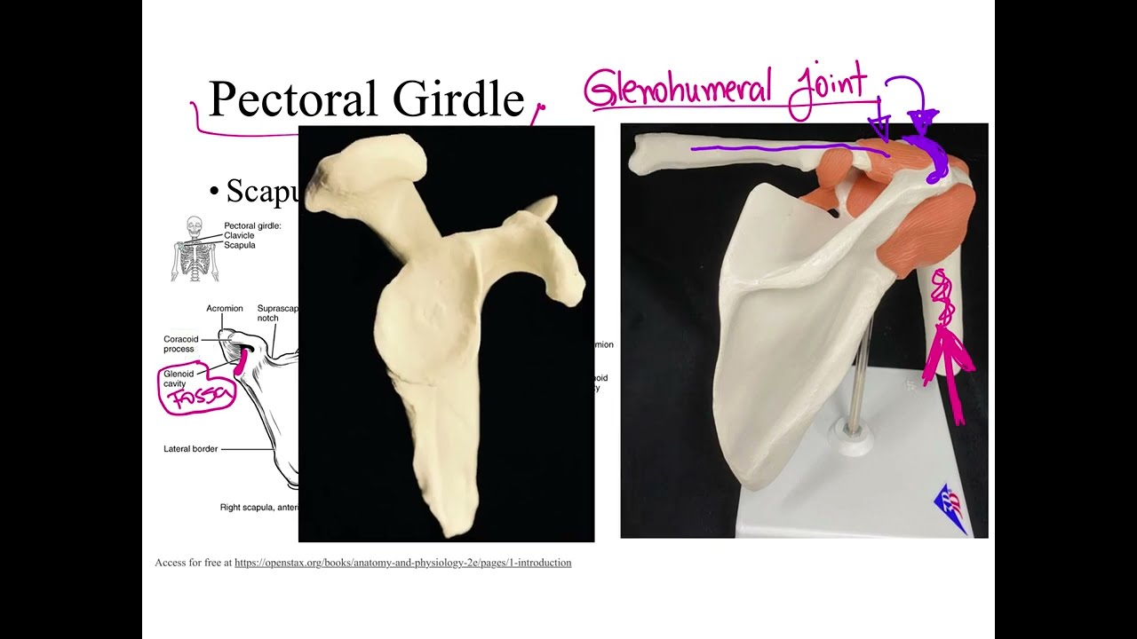 Dr. Benaduce: Pectoral Girdle (Upper Appendicular Skeleton Lecture)