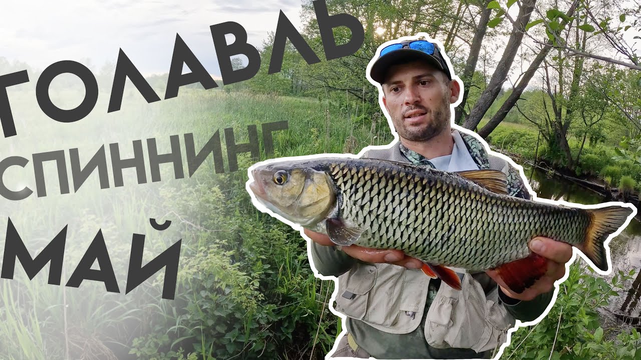 Голавль на спиннинг в начале лета.