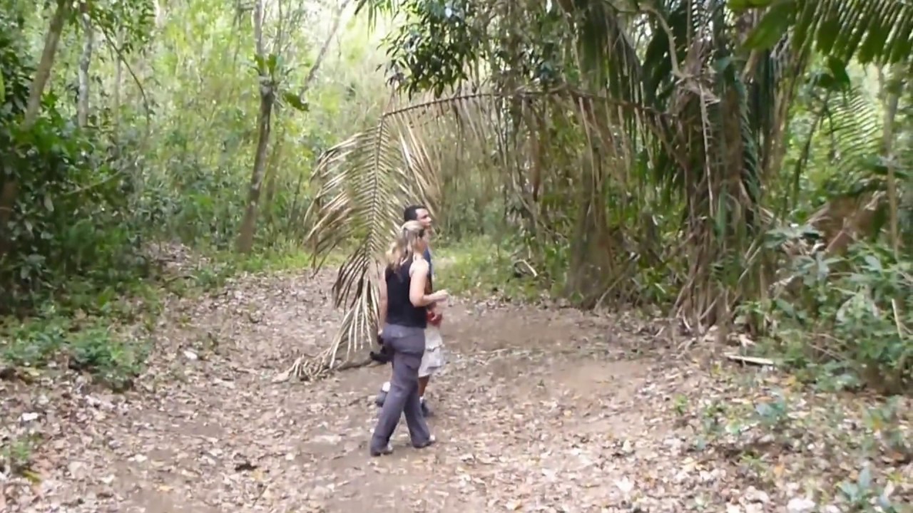 Orange-collared Manakin Dance