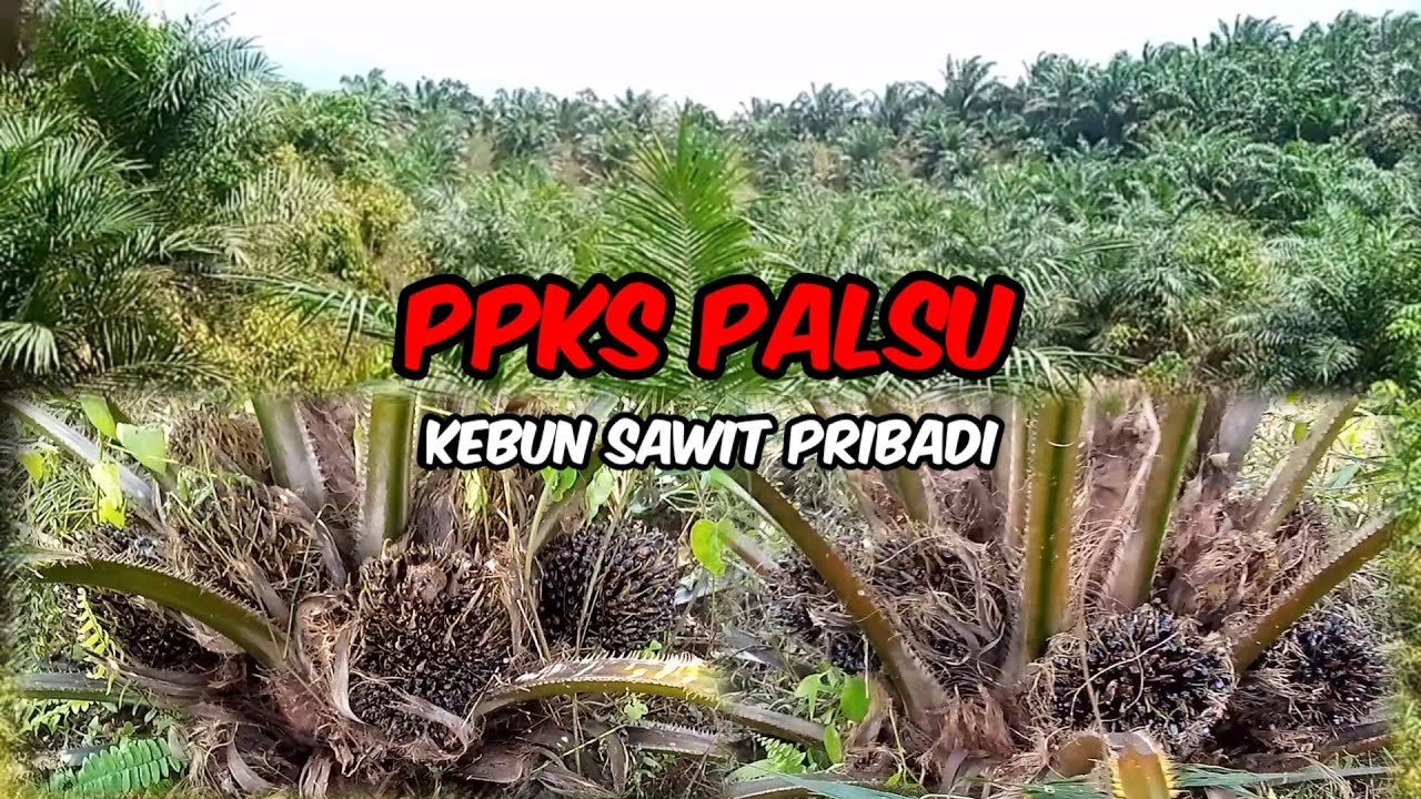 PPKS palsu kebun sawit pribadi #ppks #kebunsawit @sengsawit