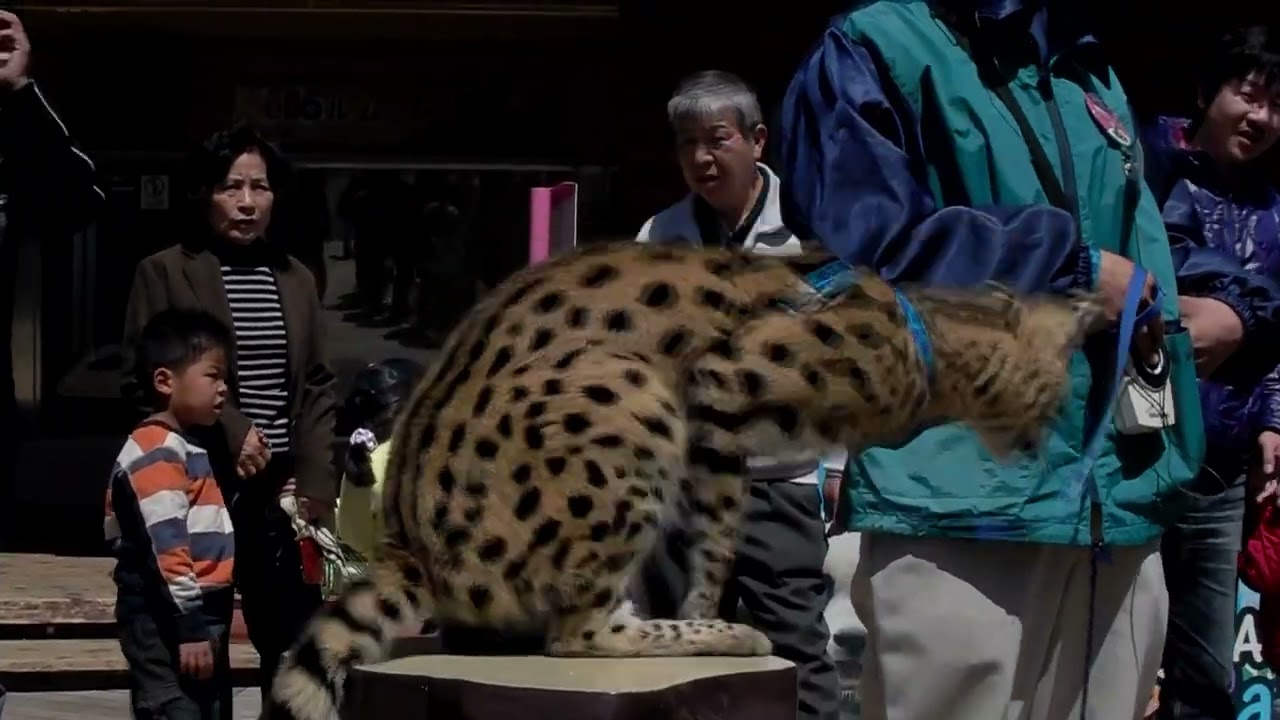 アドベンチャーワールド ホッキョクグマ・サーバルキャット (2011.4.4)