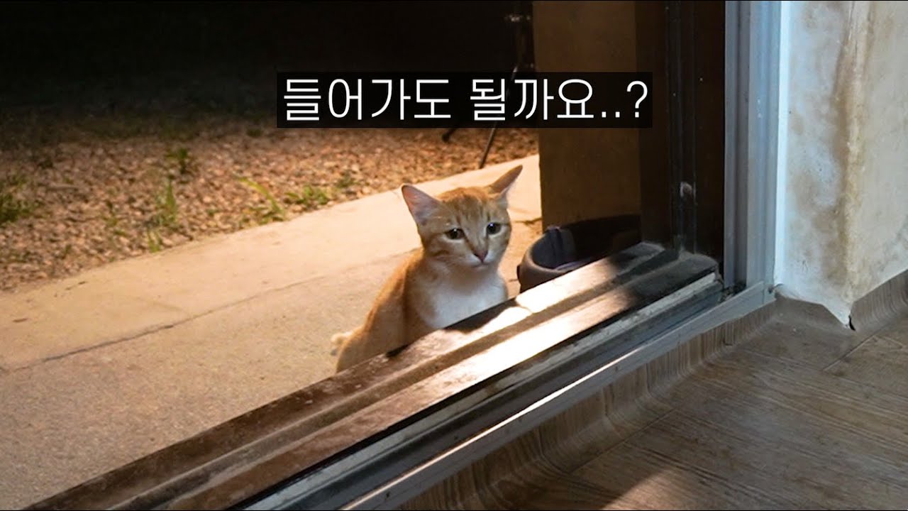 간택을 부탁하러 온 길냥이