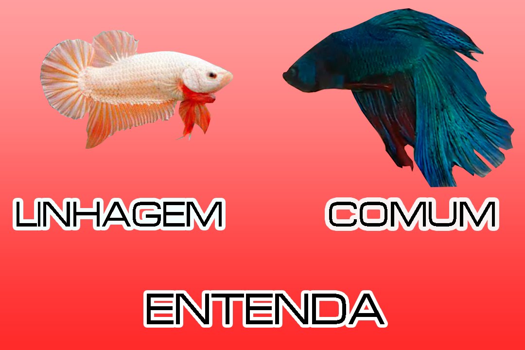 BETTAS DE LINHAGEM VS COMUM