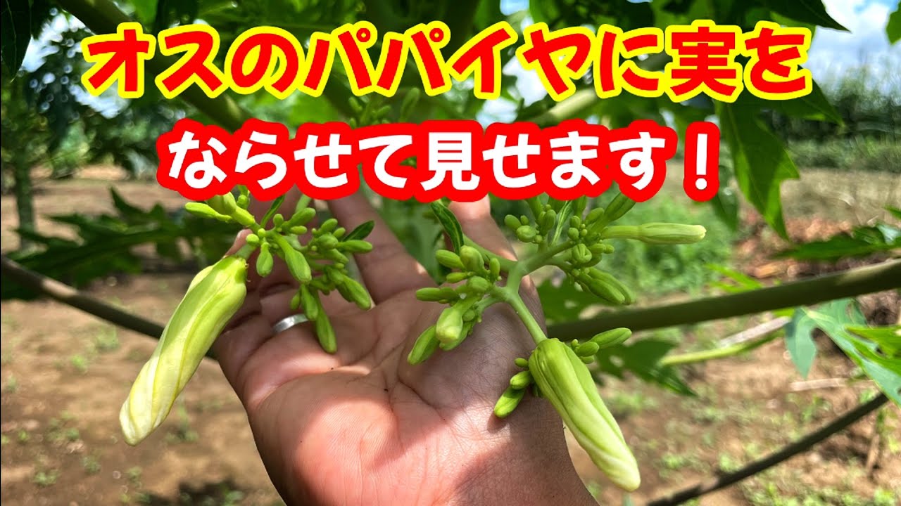 実のならないオスのパパイヤの木に実をならせて見せます！＃パパイヤの育て方＃オスの木
