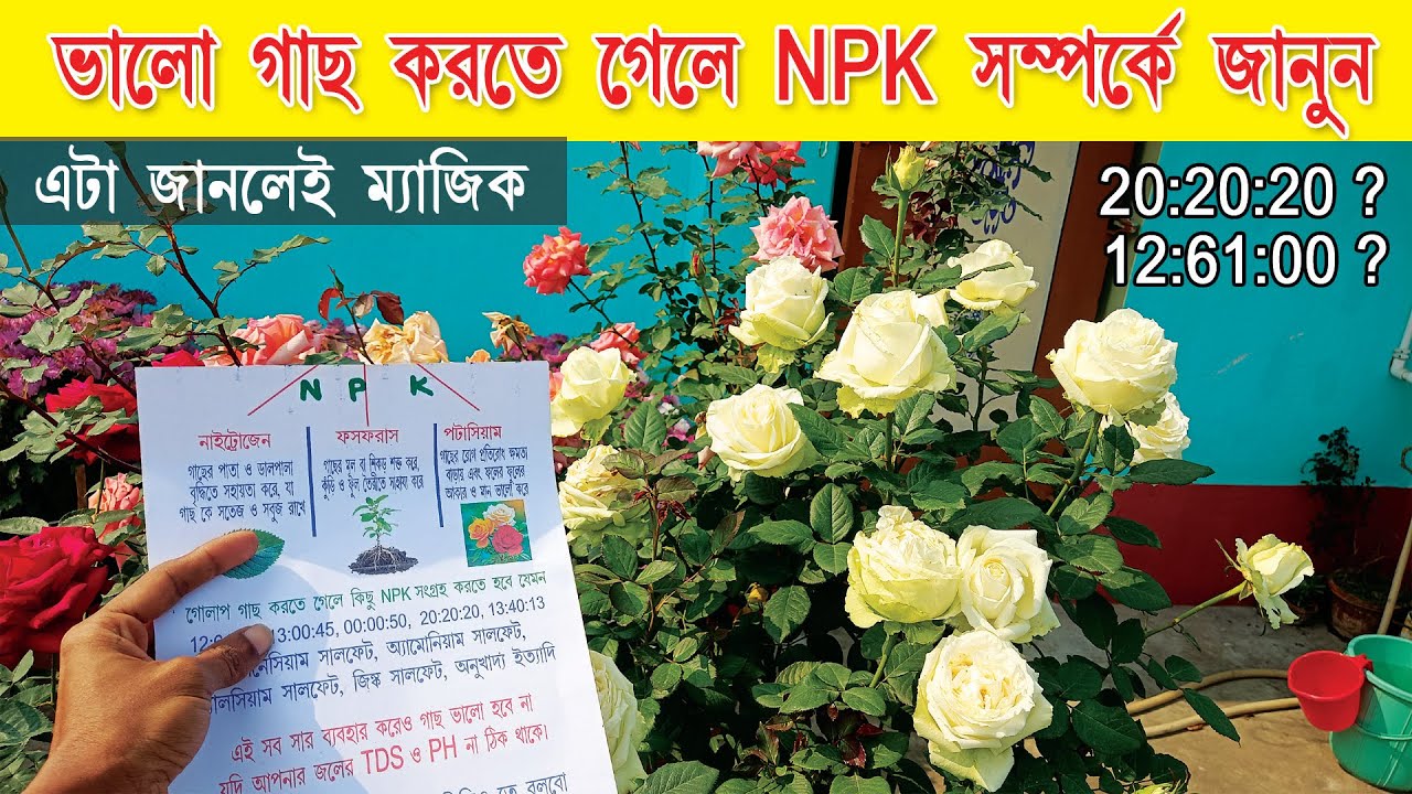 NPK কি? গোলাপ গাছের জন্য কি কি NPK লাগে? 