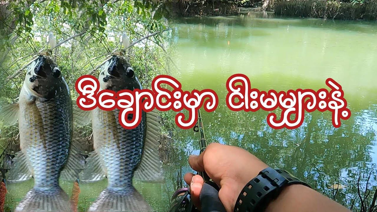 ဒီေခ်ာင္းမ်ိဳးမွာ ငါးမမွ်ားနဲ႔